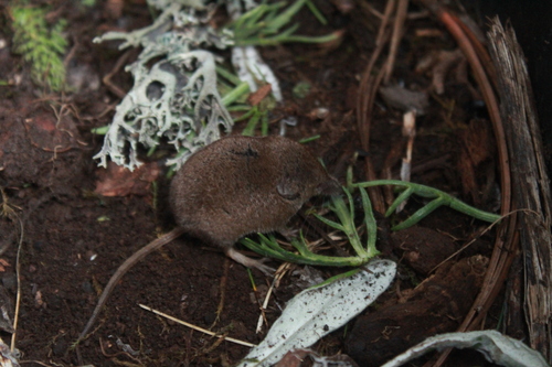 Carmen Mountain Shrew (Sorex milleri)