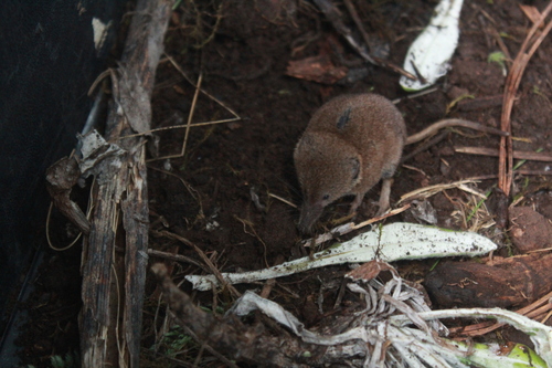 Carmen Mountain Shrew