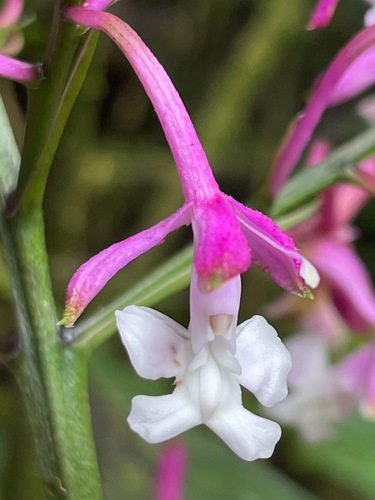 Epidendrum porphyreum Lindl.