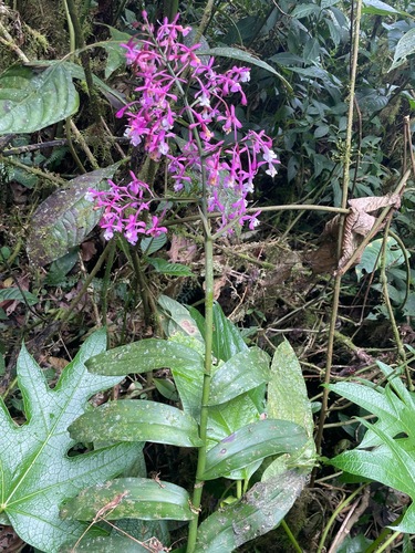 Epidendrum porphyreum Lindl. 2