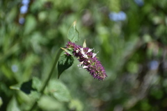 Agastache urticifolia