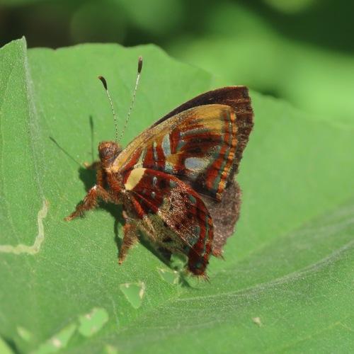 Carousing Metalmark (Anteros carausius)