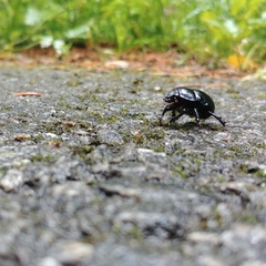 Anoplotrupes