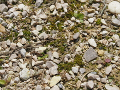 Ptychostomum imbricatulum