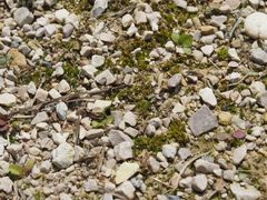 Ptychostomum imbricatulum