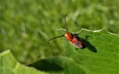 Tetraopes melanurus