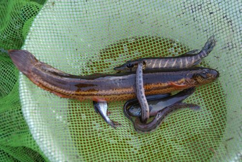 European Weatherfish, Rotstergaast, Nederland, photo 10 of 10