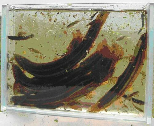 European Weatherfish, Sumar, Nederland, photo 9 of 10
