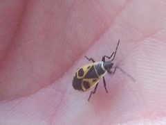 Pyrrhocoris apterus