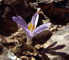 Colchicum tunicatum