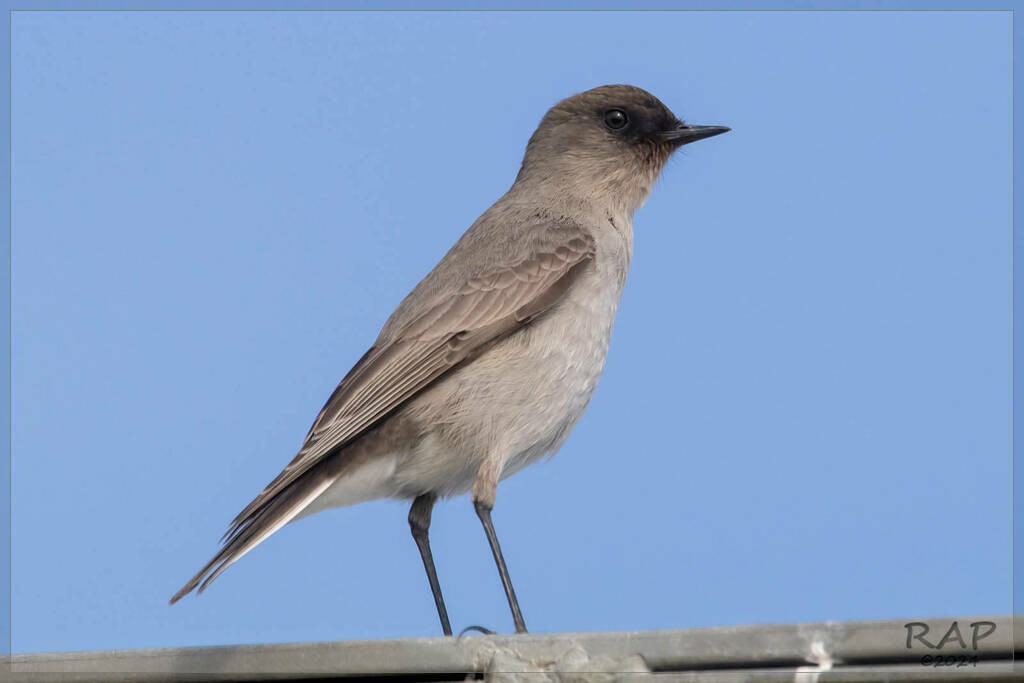Dark-faced Ground-Tyrant photo
