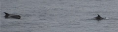 Lagenorhynchus albirostris