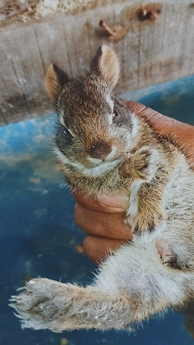 Common Tapeti
