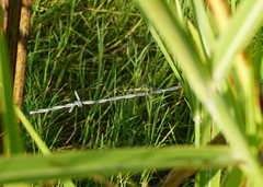 Erpetogomphus eutainia