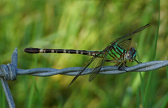Erpetogomphus eutainia