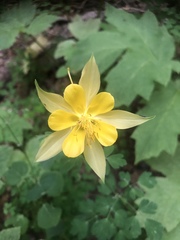 Aquilegia chrysantha