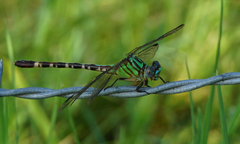Erpetogomphus eutainia