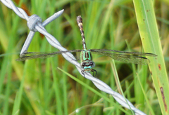 Erpetogomphus eutainia