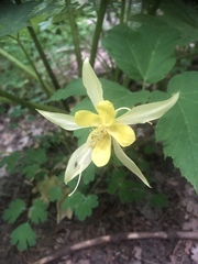 Aquilegia chrysantha