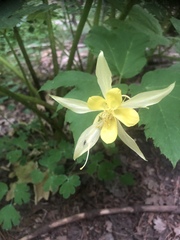 Aquilegia chrysantha