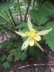 Aquilegia chrysantha