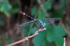 Erpetogomphus eutainia