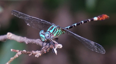 Erpetogomphus eutainia