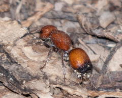 Dasymutilla creon