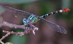 Erpetogomphus eutainia