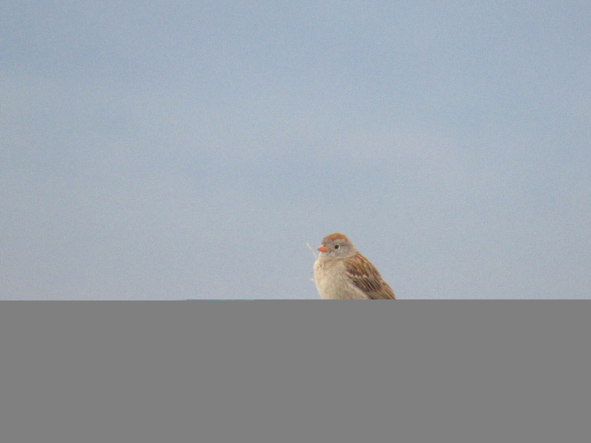 Worthen's Sparrow (Spizella wortheni), photo 3