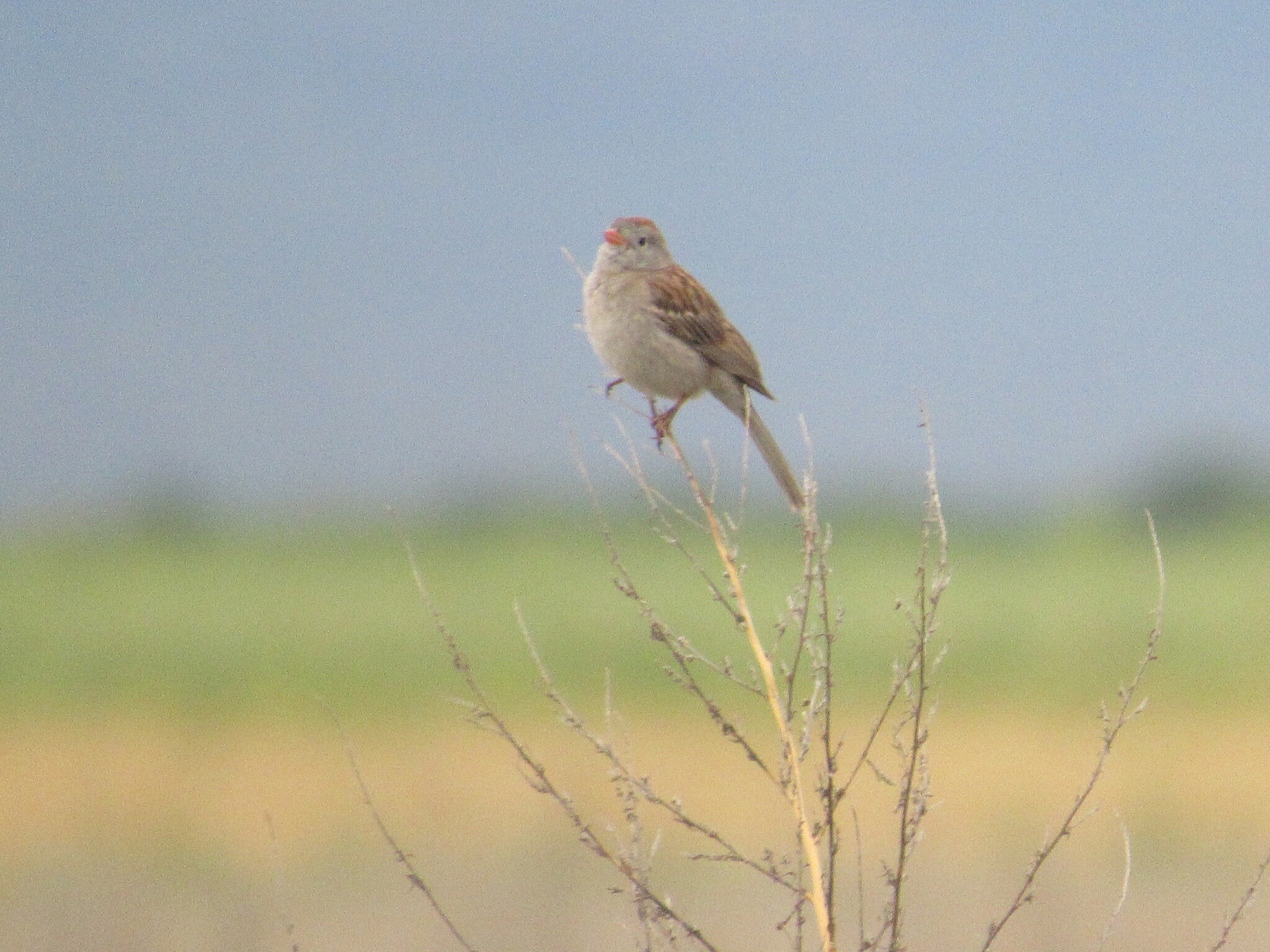 Worthen's Sparrow (Spizella wortheni), photo 5