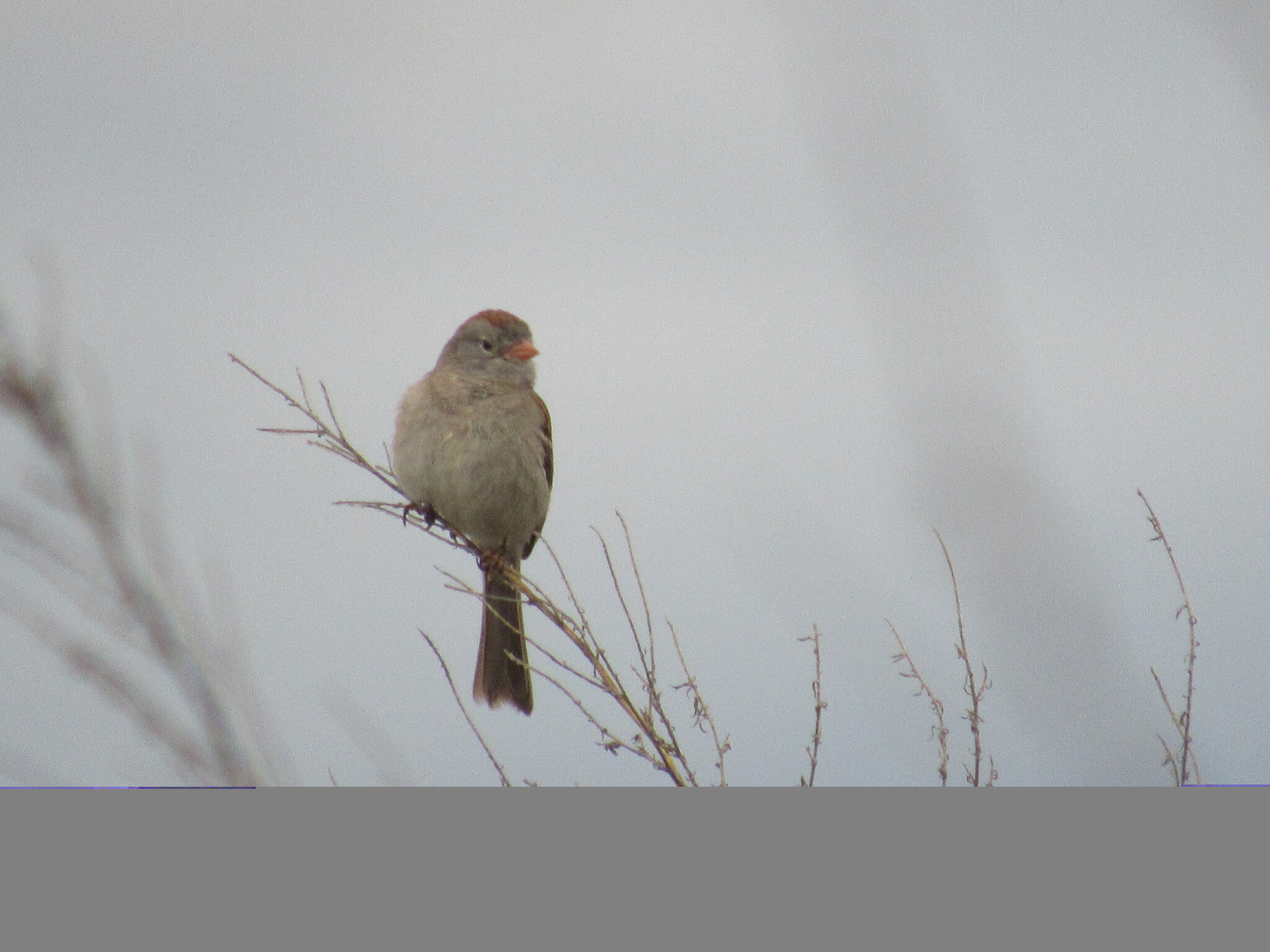 Worthen's Sparrow (Spizella wortheni), photo 4