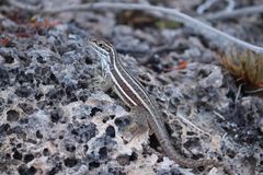 Leiocephalus stictigaster