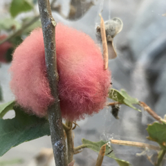 Heteroecus dasydactyli