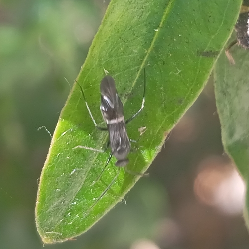 Tuxenella fasciolaris