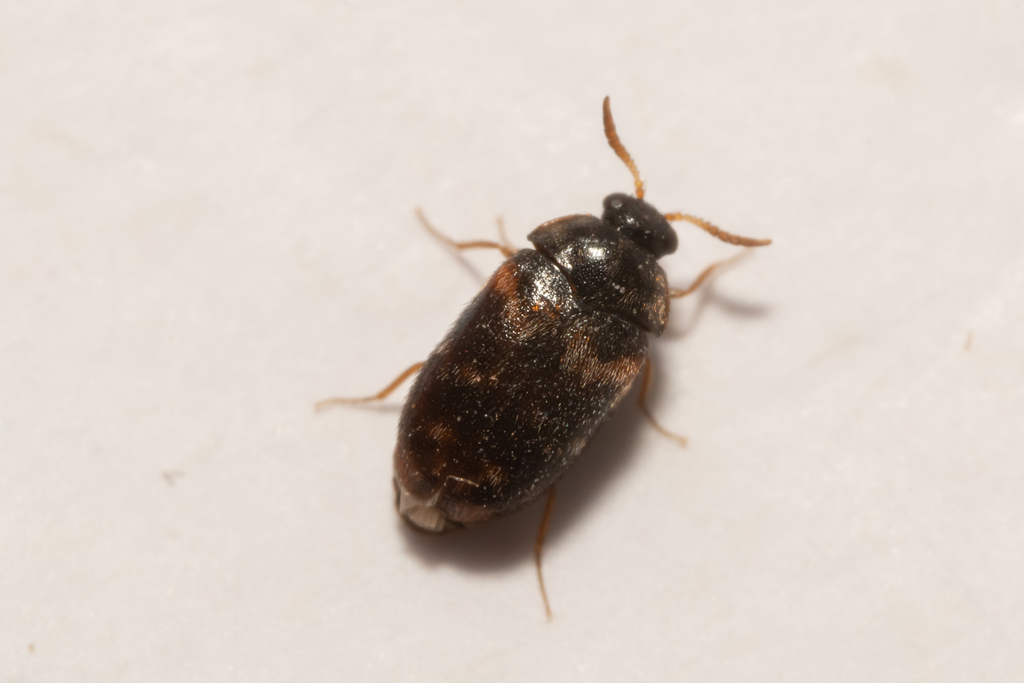 warehouse beetle