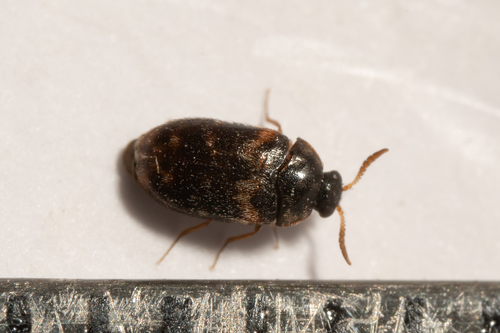 Warehouse Beetle photo 3