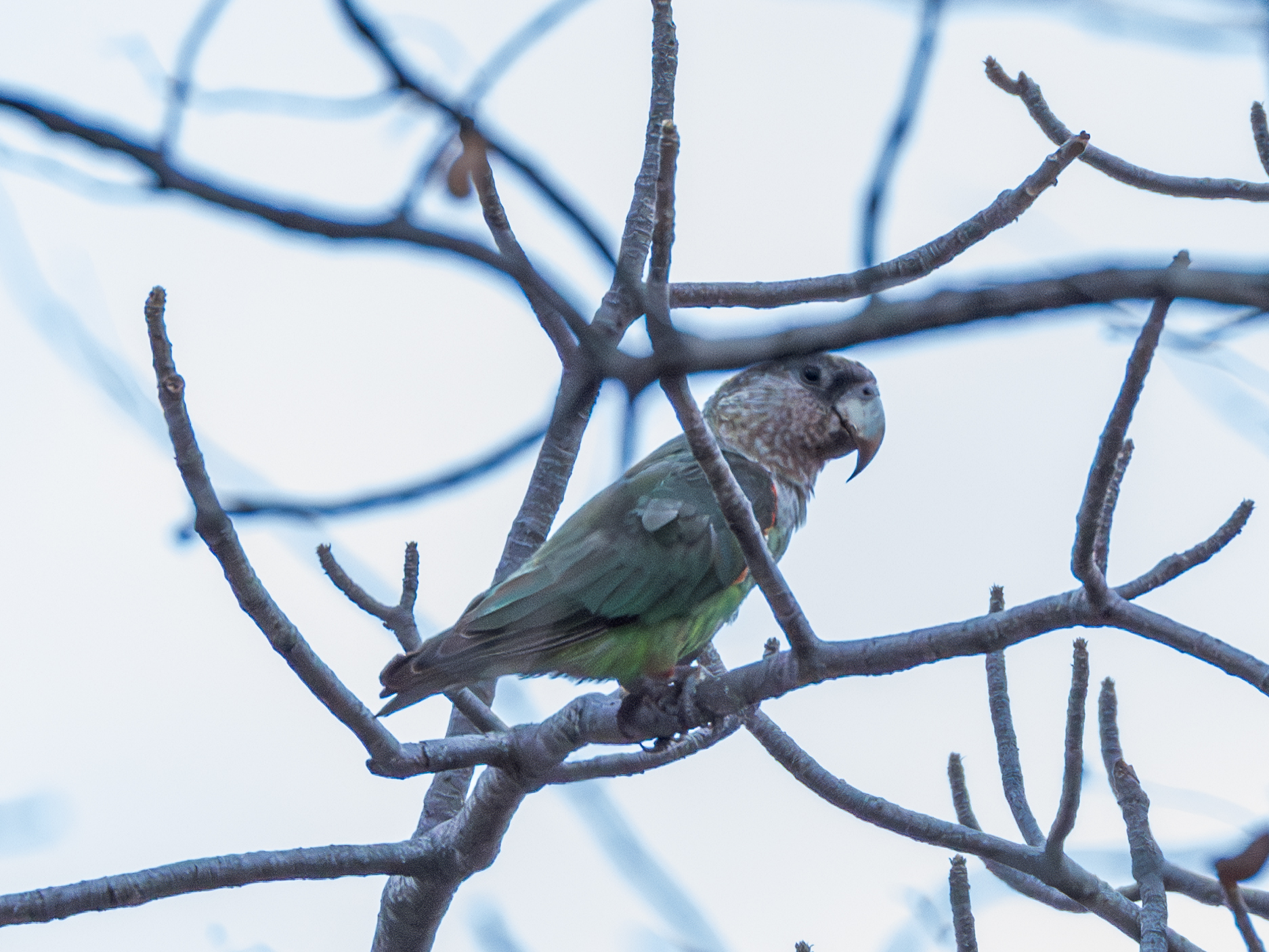 Cape Parrot (Poicephalus robustus), photo 6