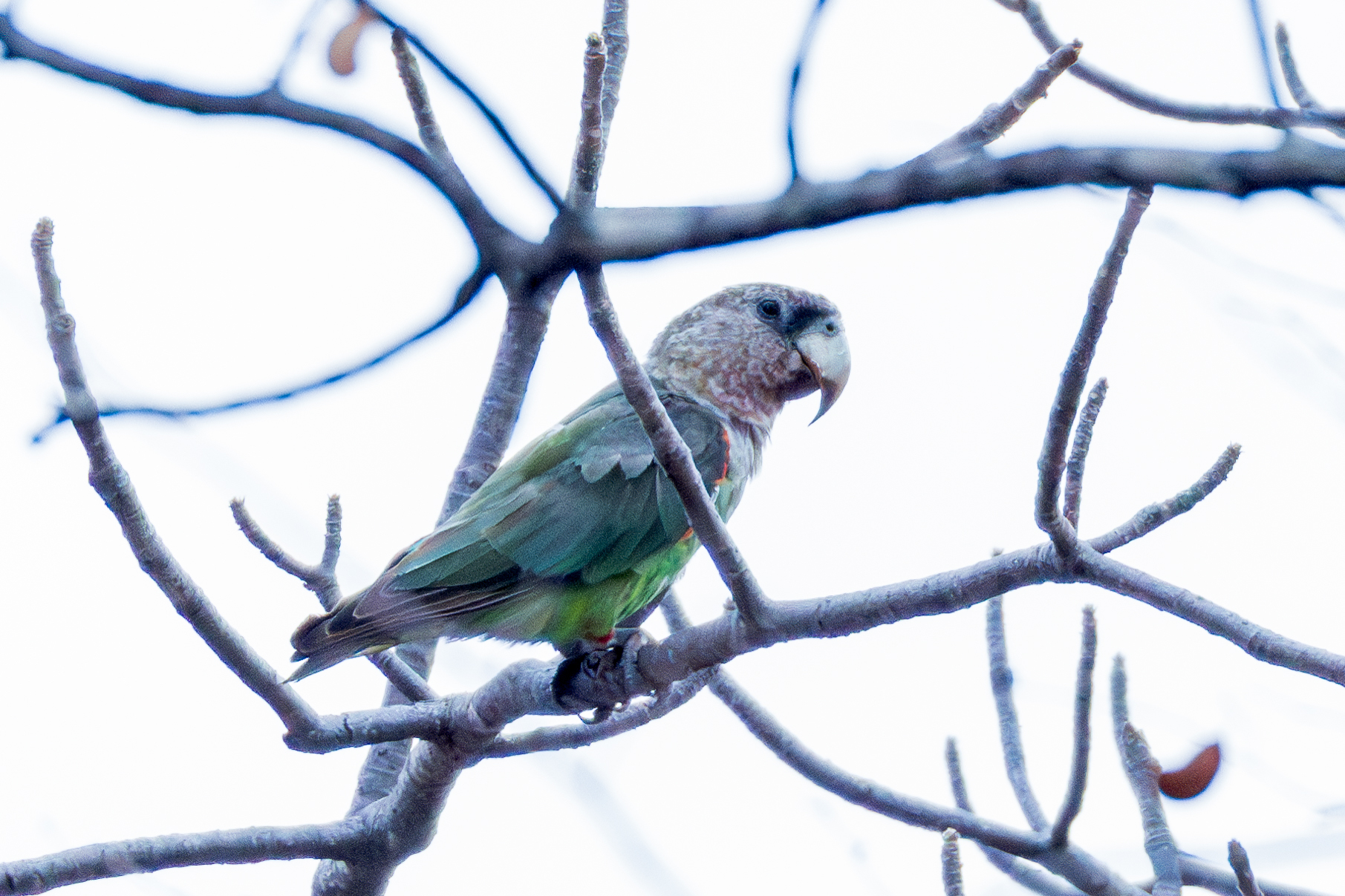 Cape Parrot (Poicephalus robustus), photo 9
