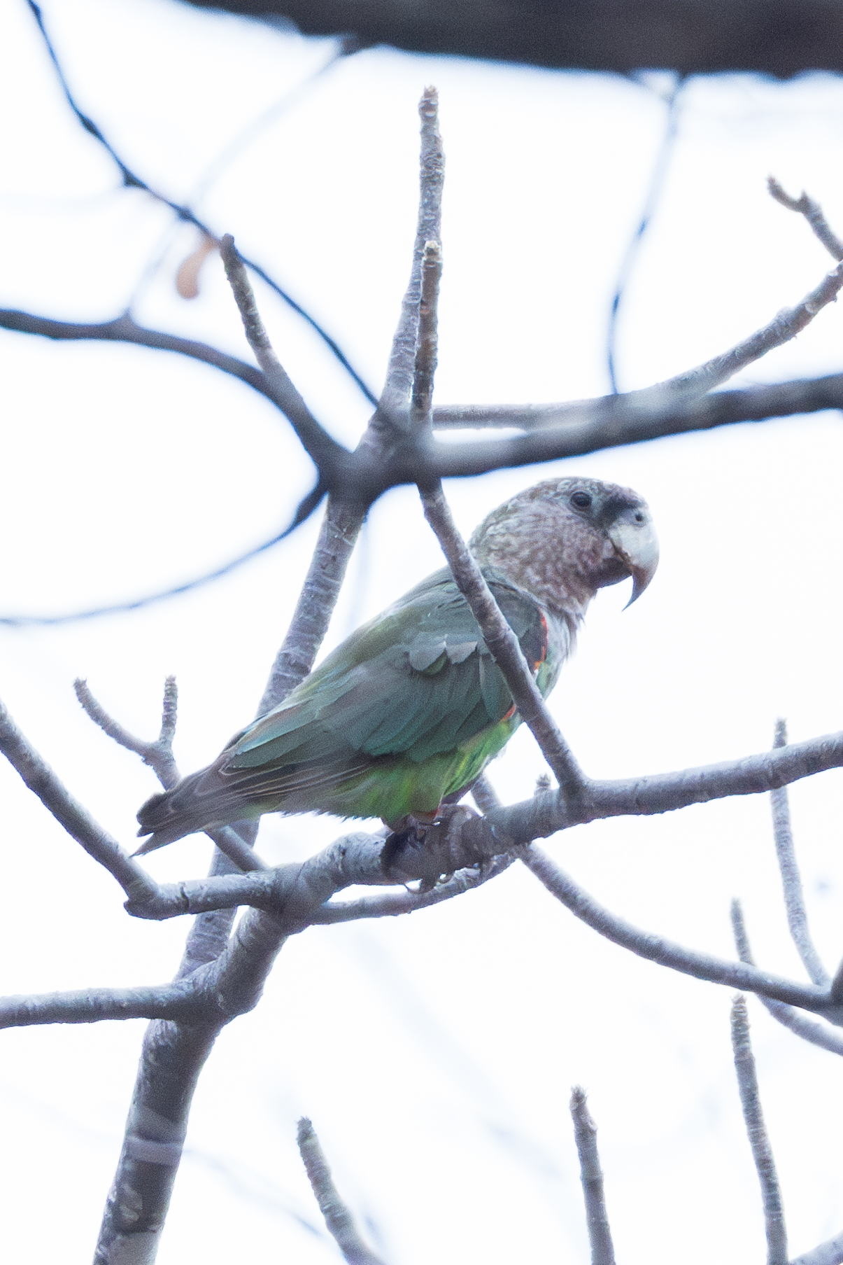 Cape Parrot (Poicephalus robustus), photo 8