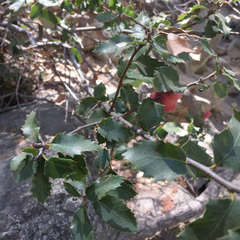 Heteroecus dasydactyli