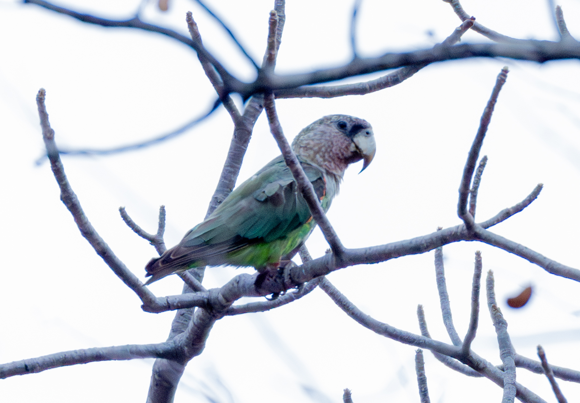 Cape Parrot (Poicephalus robustus), photo 10