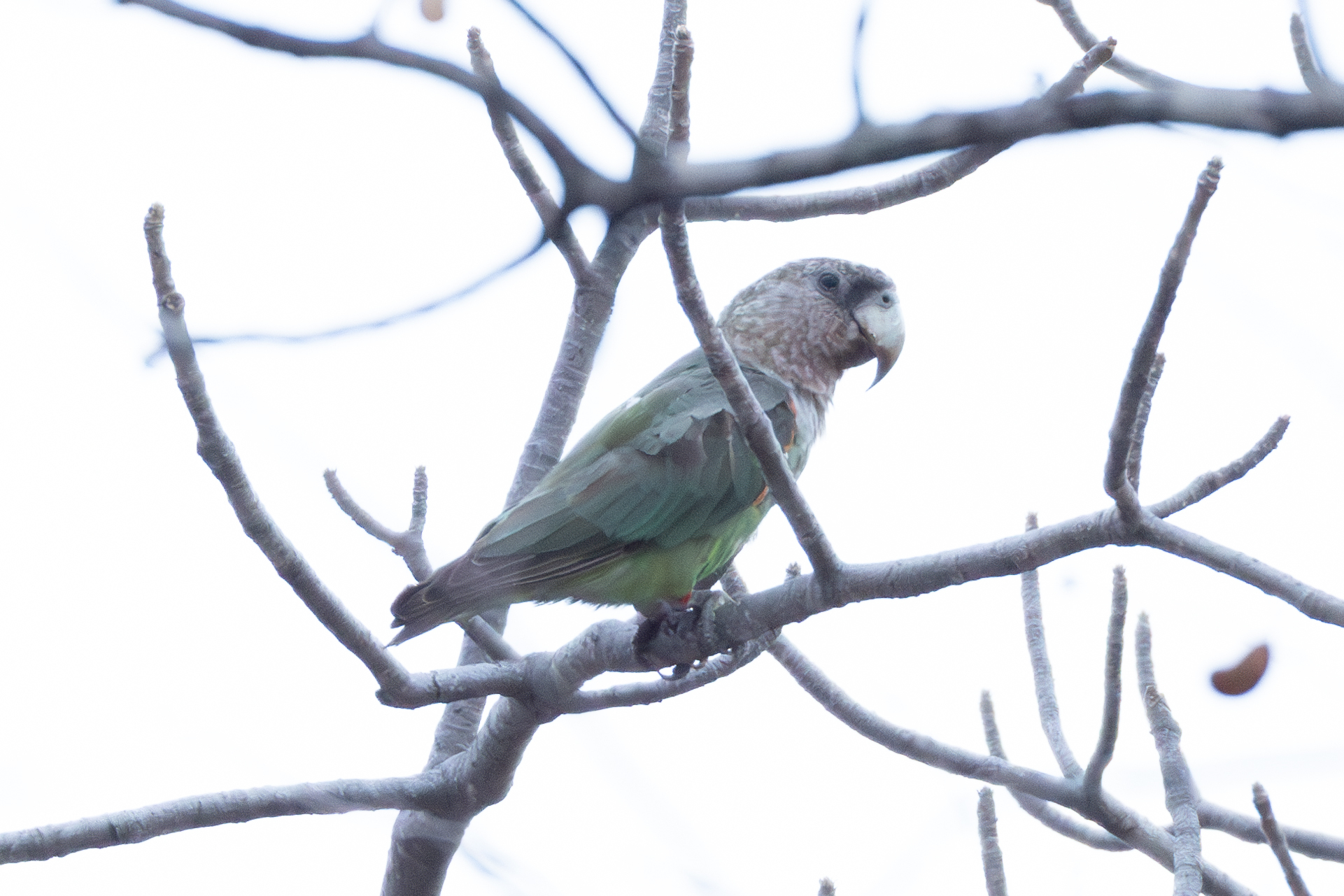 Cape Parrot (Poicephalus robustus), photo 7
