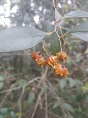 Pterocelastrus rostratus