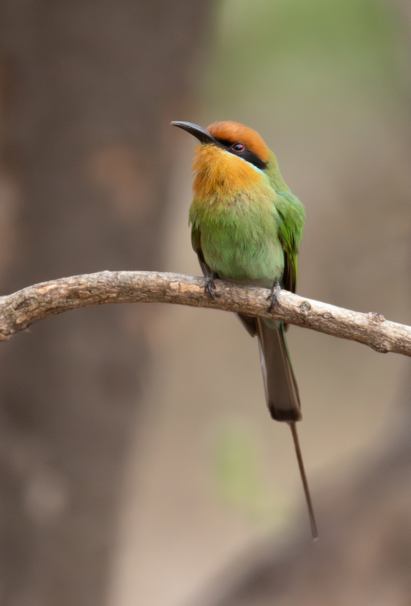 Böhm's Bee-eater (Merops boehmi), photo 8