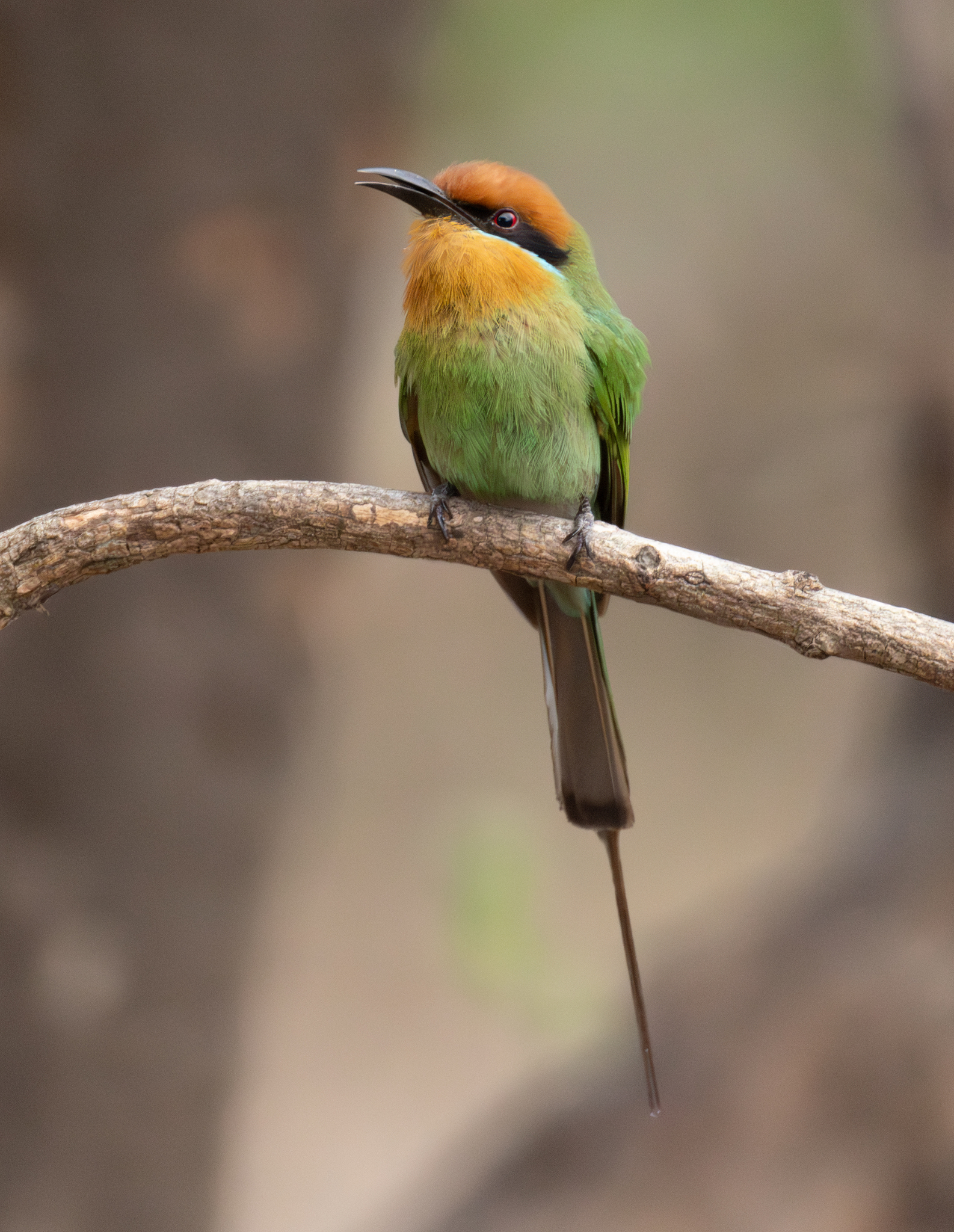 Böhm's Bee-eater (Merops boehmi), photo 9