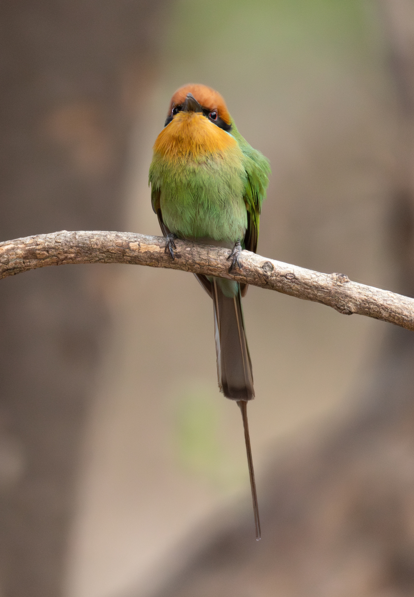 Böhm's Bee-eater (Merops boehmi), photo 10