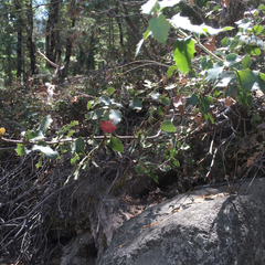 Heteroecus dasydactyli