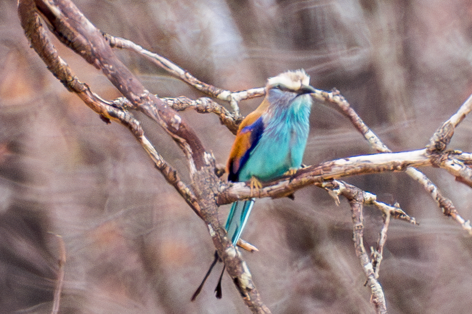 Racket-tailed Roller illustration