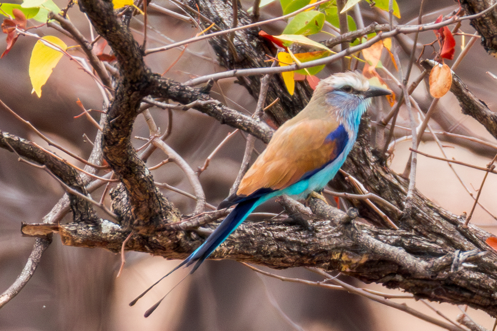 Racket-tailed Roller photo